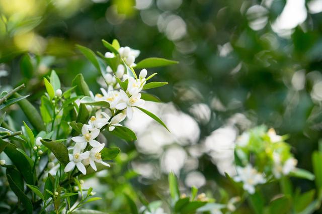 怎样种植沙糖桔？有这些流程需要掌握