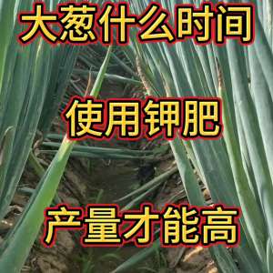 种植葱的视频(大葱什么时间使用钾肥，产量才最高？@抖音短视频)