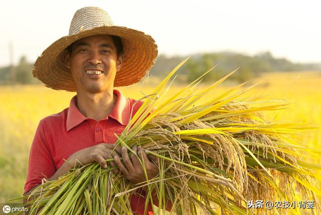 水稻如何种植管理，后期才能实现增产增收？