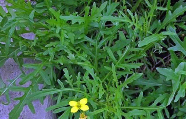 味道像芝麻一样的菜，了解这些种植条件，阳台也能轻松种植