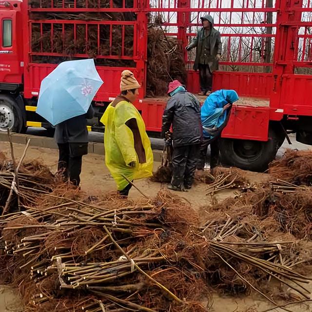 波姬红无花果树苗品种特点怎么样，栽植应该注意那些事项