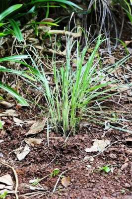 柠檬香茅草种植效益(盆栽“法宝”：收获前是“驱虫剂”，收获后可香料、可茶饮)