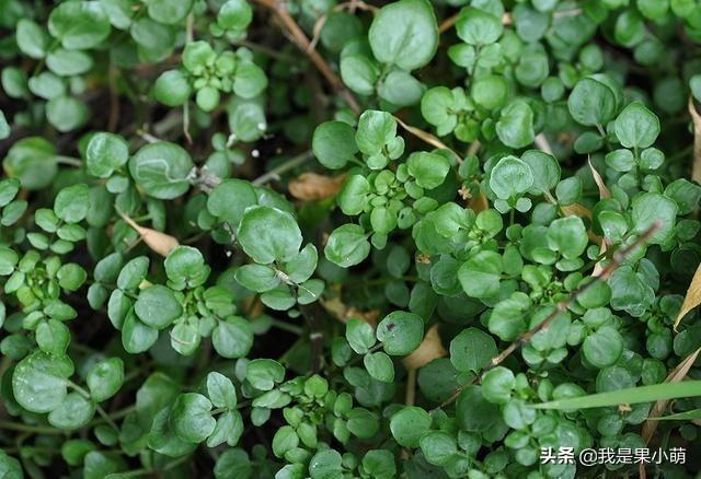 长在水里的4种野菜，味道鲜嫩无比，其中有一种现在挖正是好时候