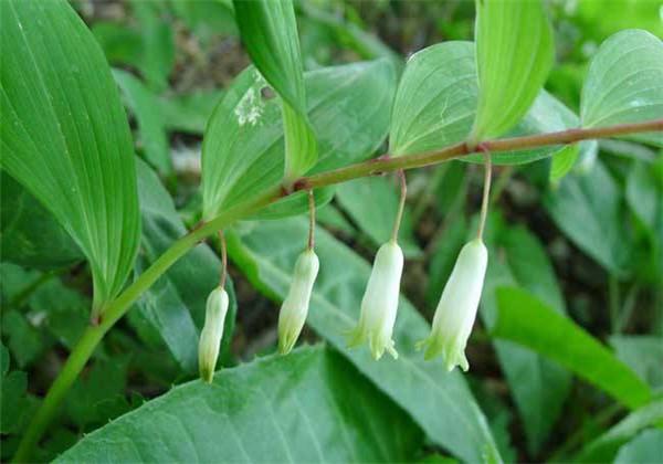 玉竹以干燥根茎入药，是养阴润燥的常用中药，来看下怎么栽培的吧