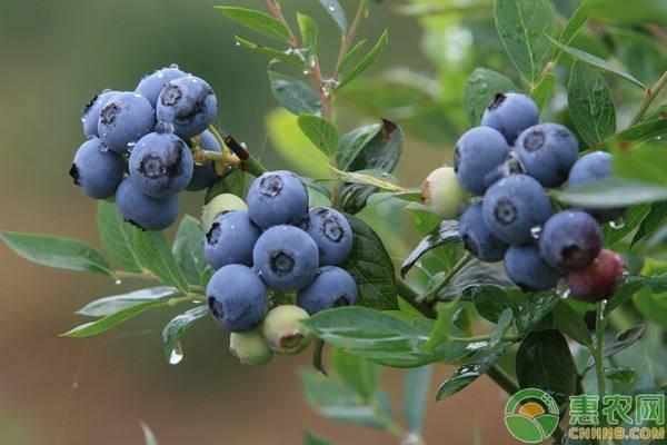 蓝莓怎样种植果子才甜？蓝莓几年结果？