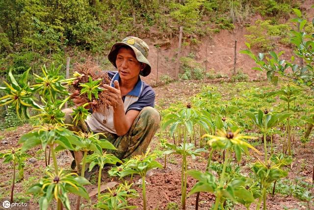 鄂西南山区林下重楼高效栽培技术