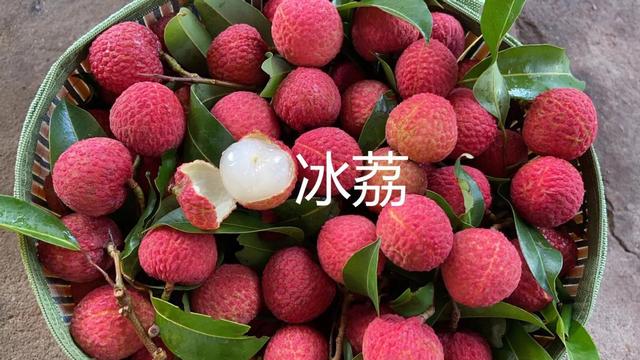 荔枝1-12月详细种植管理日记：如秋冬梢管理、及保花保果等记录