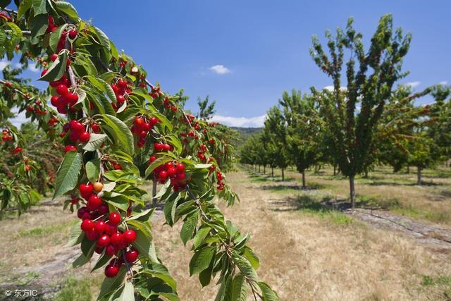 大樱桃适合哪些地方栽植，生态条件要求？