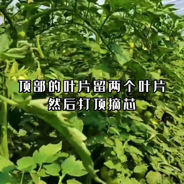 西红柿种植技巧，阳台盆栽西红柿整枝方法介绍，有点缺点和...