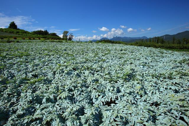 魔芋高产栽培新技术，掌握播种方法和科学施肥，实现魔芋增产增收