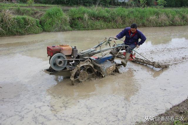 曾为宫廷贡品，春节档时蔬，掌握高产技巧，小慈姑也能种出高效益