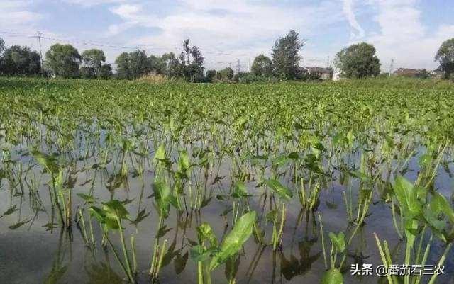 曾为宫廷贡品，春节档时蔬，掌握高产技巧，小慈姑也能种出高效益