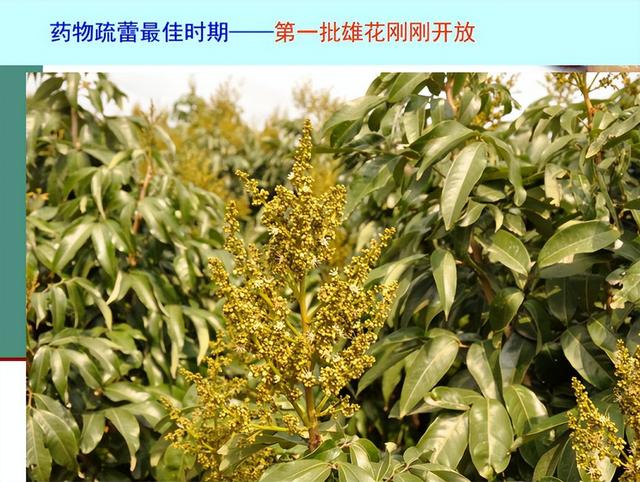 荔枝1-12月详细种植管理日记：如秋冬梢管理、及保花保果等记录