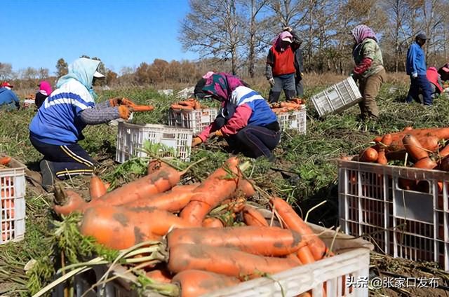 张家口张北县胡萝卜起收忙