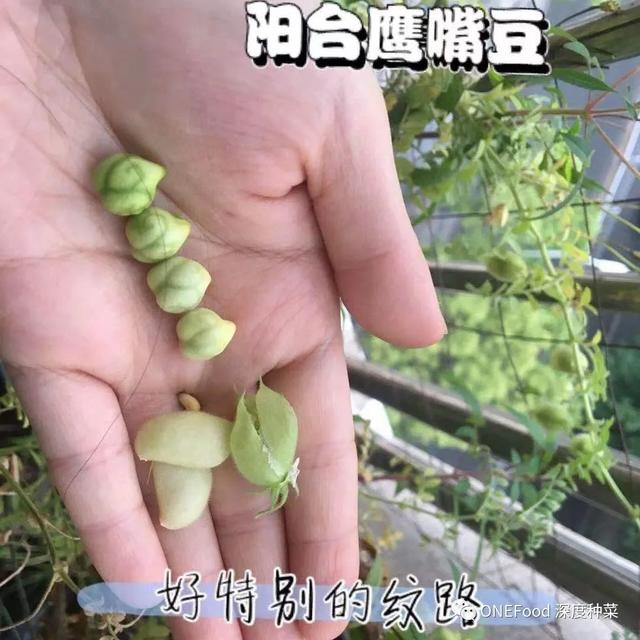 阳台种豆把握好这5点，年年可持续收豆还沃肥土！峰之种 万福生态