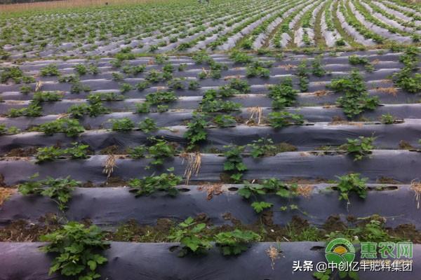 葛根种苗种植几年卖好？葛根种苗要怎么育苗？