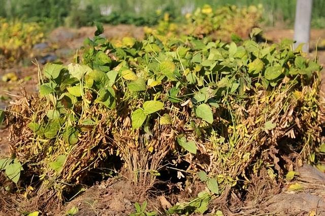 激光刺激种植前的大豆会对产量和蛋白质造成什么影响？