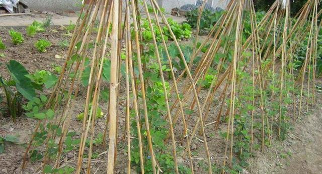 海门地方特色蔬菜品种香芋以块茎供食，味清香，营养丰富