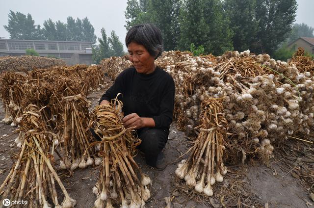 草莓套种大蒜、香葱，能防治白粉病、炭疽病……且每亩增收6000元