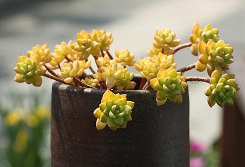 每日一多肉——黄丽Sedum ‘Golden Glow’