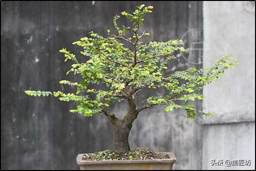 起死回生！历时13载，比黄杨生长还要缓慢的黑骨茶盆景大改作