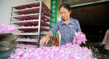 投入大、见效慢，TA们如何种出“道地”中药材？