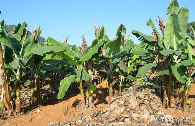 2019年在农村种植香蕉，还能赚到钱吗？