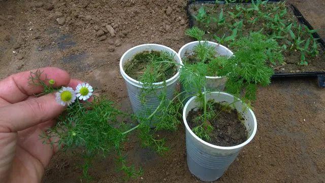 在花盆里种花开灿烂的洋甘菊，教你播种培育幼苗，花朵可不断采摘