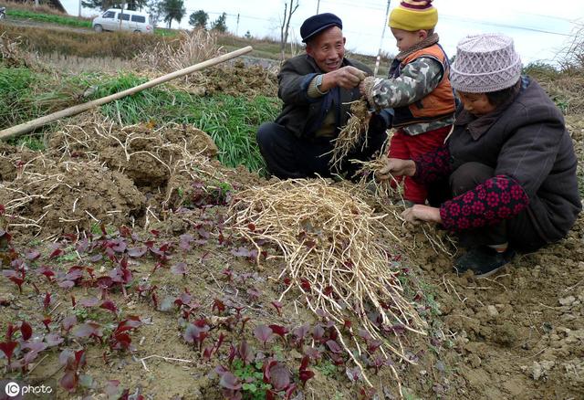 鱼腥草如何种植才能获得高产优质？掌握以下这5点，助你科学种植