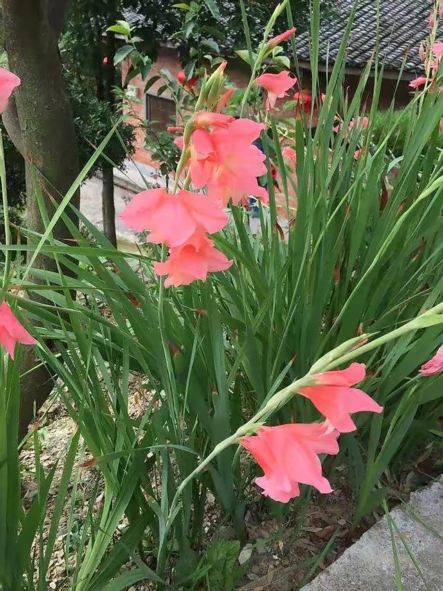 剑兰怎么养？做好3步，花色更艳，花期更长花更多，阳台院子更美