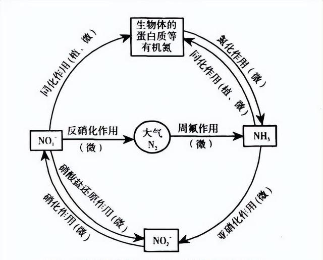 水中养分浓度对鲫鱼生长的神秘影响！