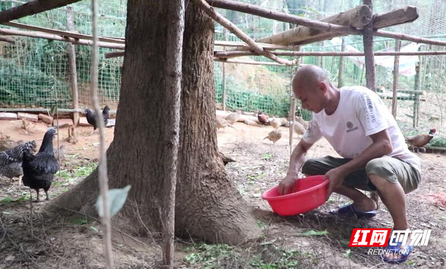 乡村振兴丨七彩野山鸡“啄”开农户致富门