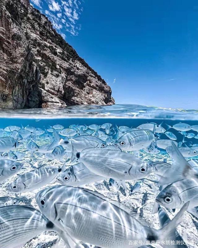 介绍几种鱼病的治疗方法-水产养殖必备知识