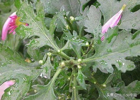 地栽菊花怎样长成片、多开花？把握3个重点，年年可惬意赏花