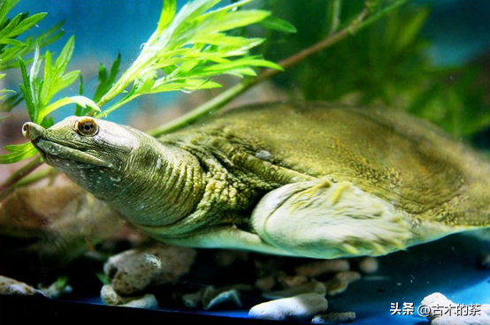 山瑞鳖的生物学特性及人工养殖技术