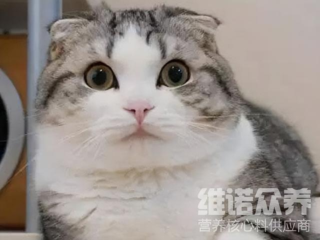 猫粮百分比怎么算，宠物猫饲料配方百分比