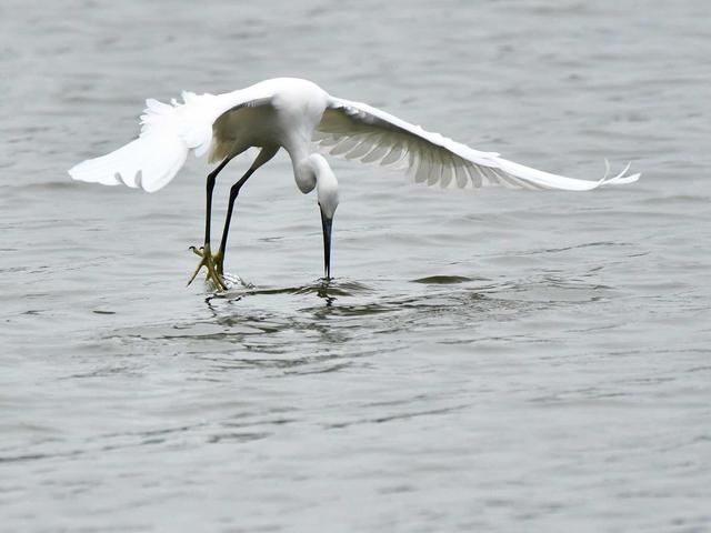 浙江90后小伙花80万养泥鳅，泥鳅变异通体金红，年收益超千万元