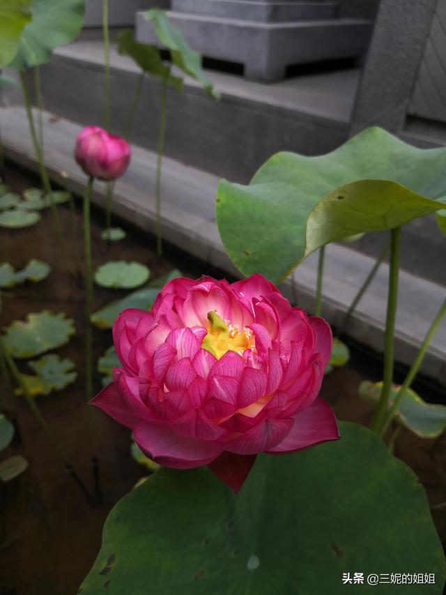 我家有个后花园，一年四季基本都有花开，你知道吗？