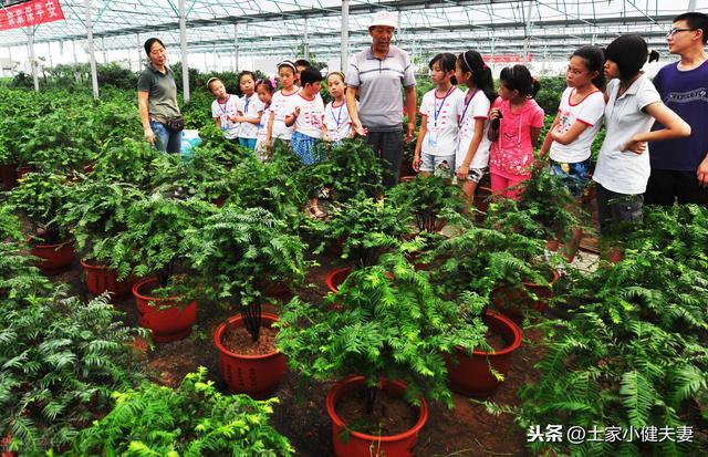 红豆杉盆栽养殖方法，这样种植，好看又省心