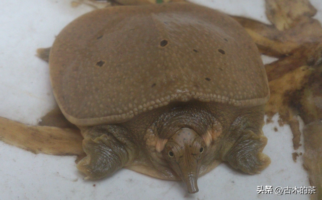 山瑞鳖的生物学特性及人工养殖技术