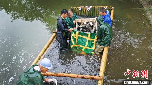 江西上高：鱼跃人欢喜增收