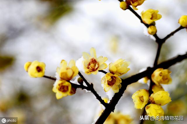 腊梅不是梅花，落花后做好这一点，来年开花不断