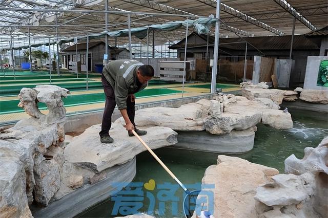 小山村游出“天价锦鲤”：济南获评“中国锦鲤名城”，这个村子为何沸腾？