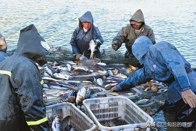 “仿野生”养殖法，如何简单粗暴养好鲤鱼？让黄河鲤鱼跃“龙门”