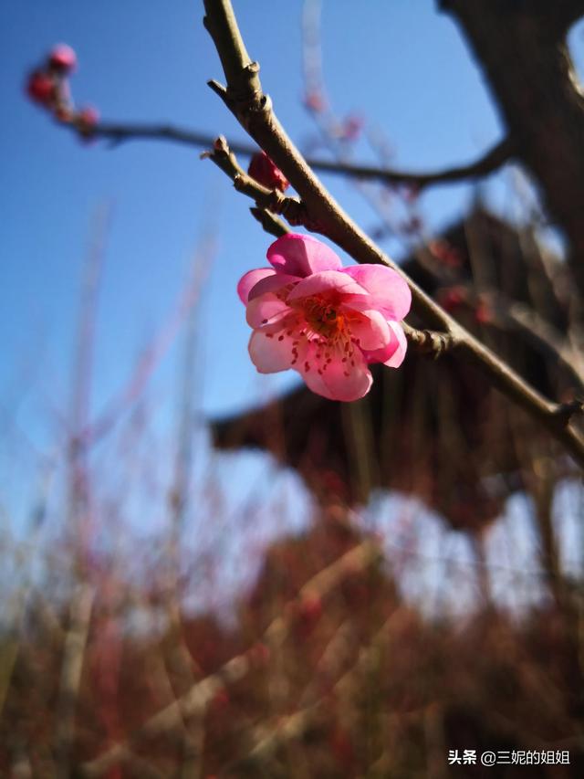 我家有个后花园，一年四季基本都有花开，你知道吗？