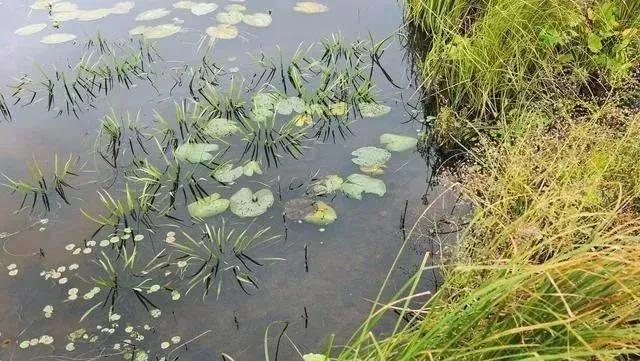 高温多雨天气下，池塘如何科学改底你知道吗？