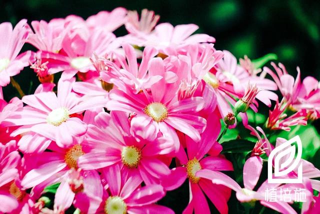 「植培施」瓜叶菊Cineraria cruenta 温室花卉栽培手册