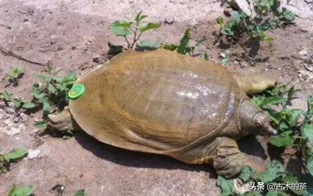 山瑞鳖的生物学特性及人工养殖技术