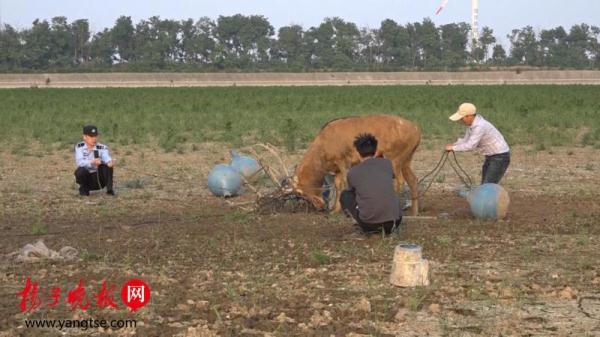 麋鹿角上缠电线难脱身 警民联手助其回“家”