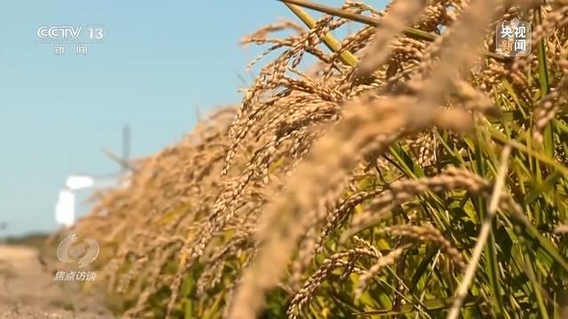 焦点访谈丨深耕科技沃土 培植智慧农业